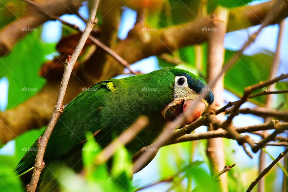 Bird