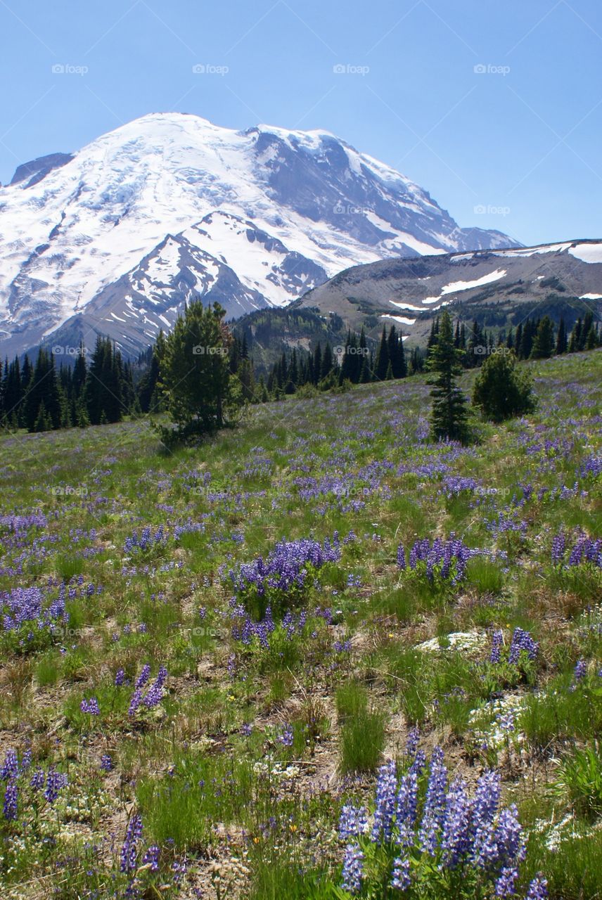 Mt Rainier in Spring