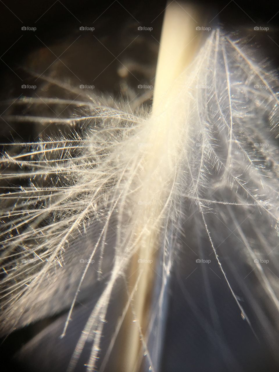 Feather closeup