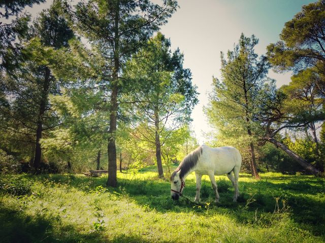 Like a fairytale!