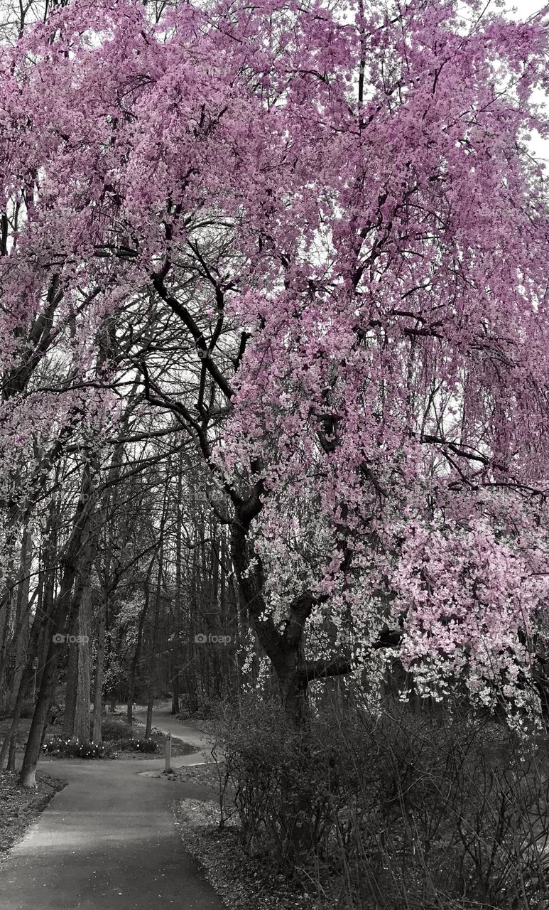 Gorgeous cherry blossoms tree arched over the walking path
