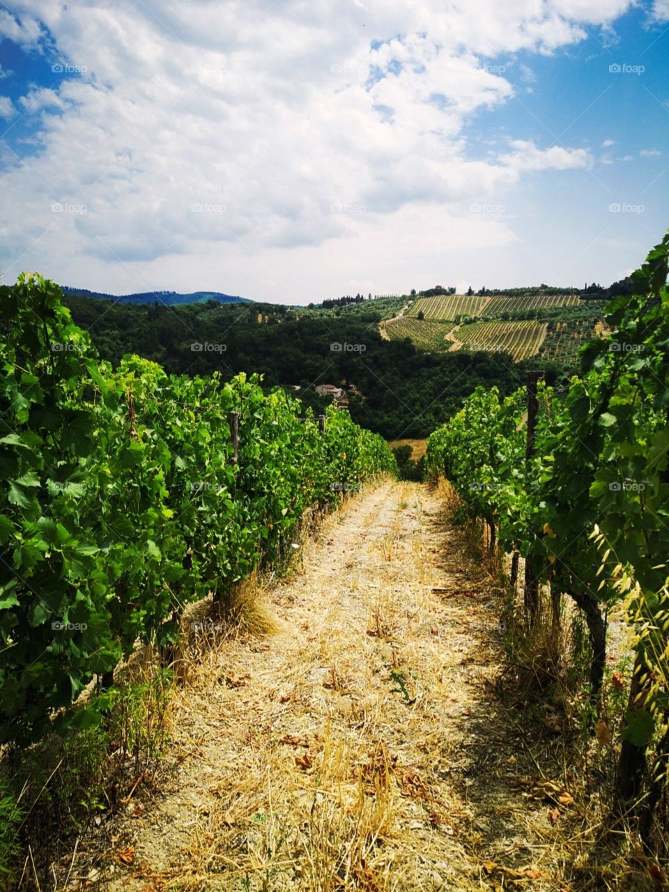 Tuscany Italy vineyards
