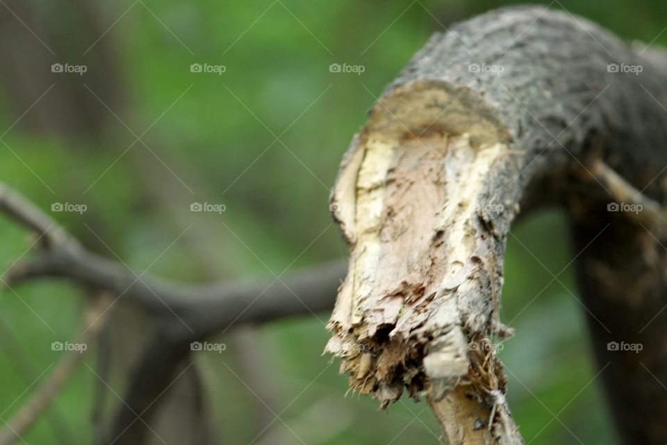 Broken branch 