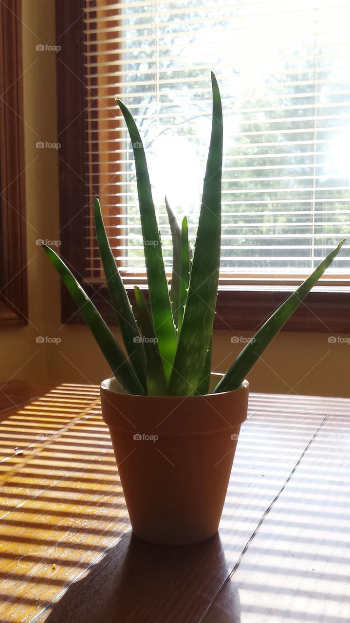 Aloe Plant