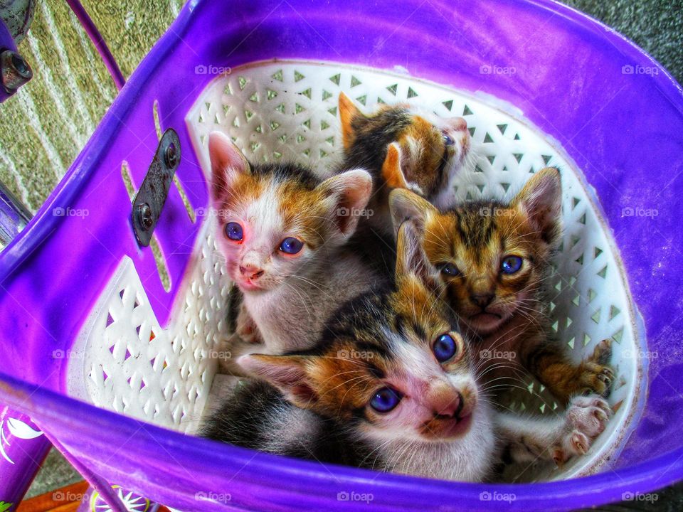 Four cute kittens in a plastic basket