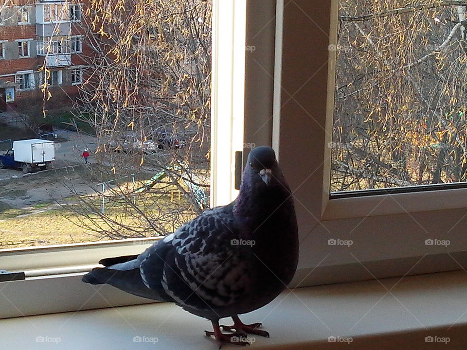 dove in the apartment