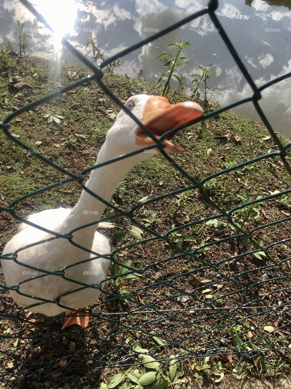 The goose got mad at being stuck in the park.  Look at that angry pet with its beak open! / O ganso ficou bravo em estar preso no parque. Olhe só que bichinho bravo com o bico aberto!