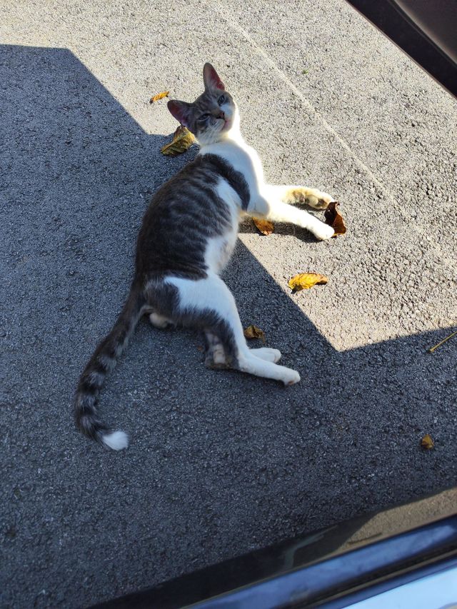 cat 4