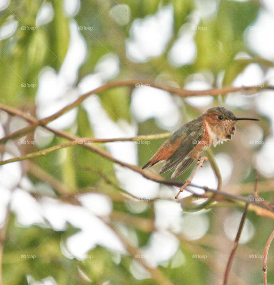 Allen Hummingbird stretching