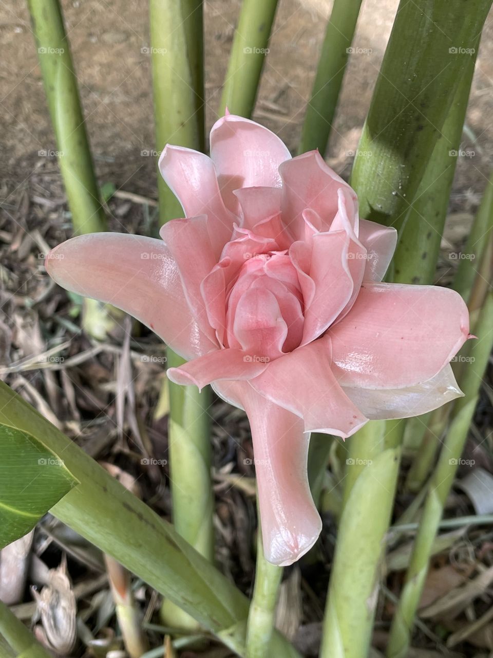 Etlingera elarior