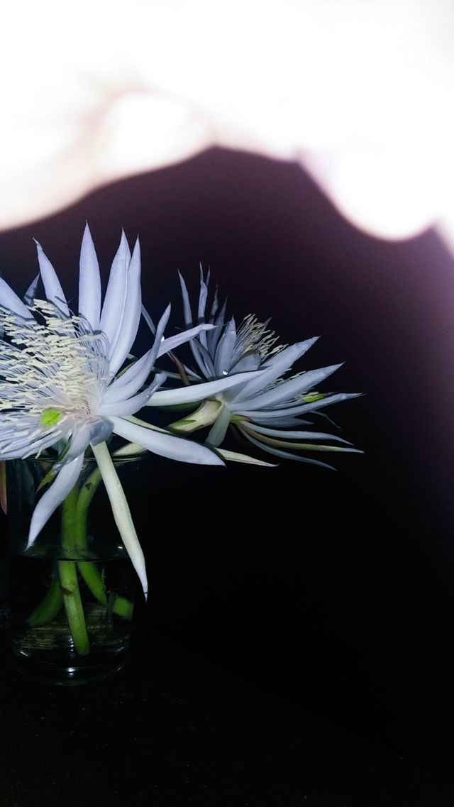 night flowers