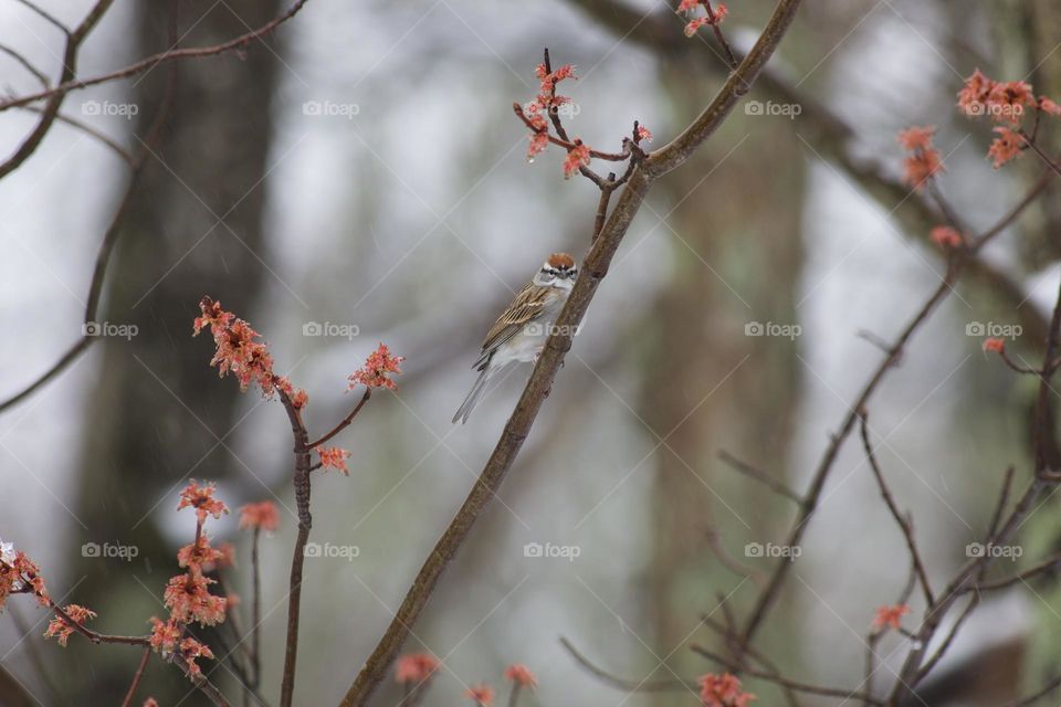 Chipping Sparrow perched in Spring Blooms