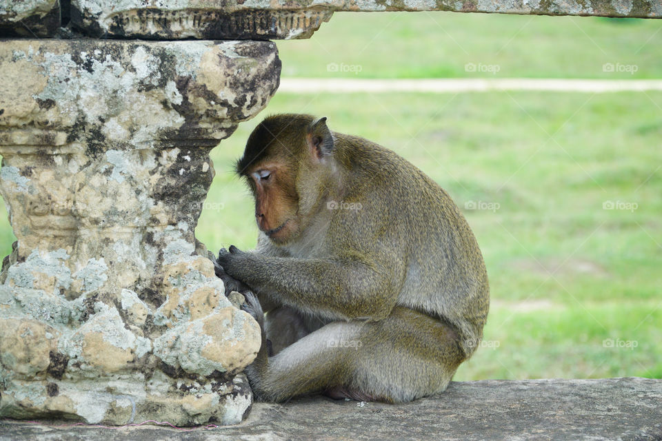 Monkey of Angkor Wat temple