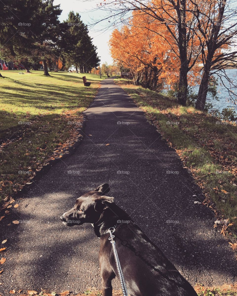 Fall walk