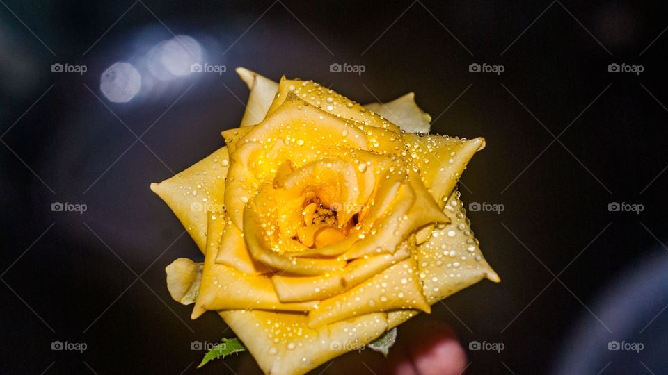 yellow rose 