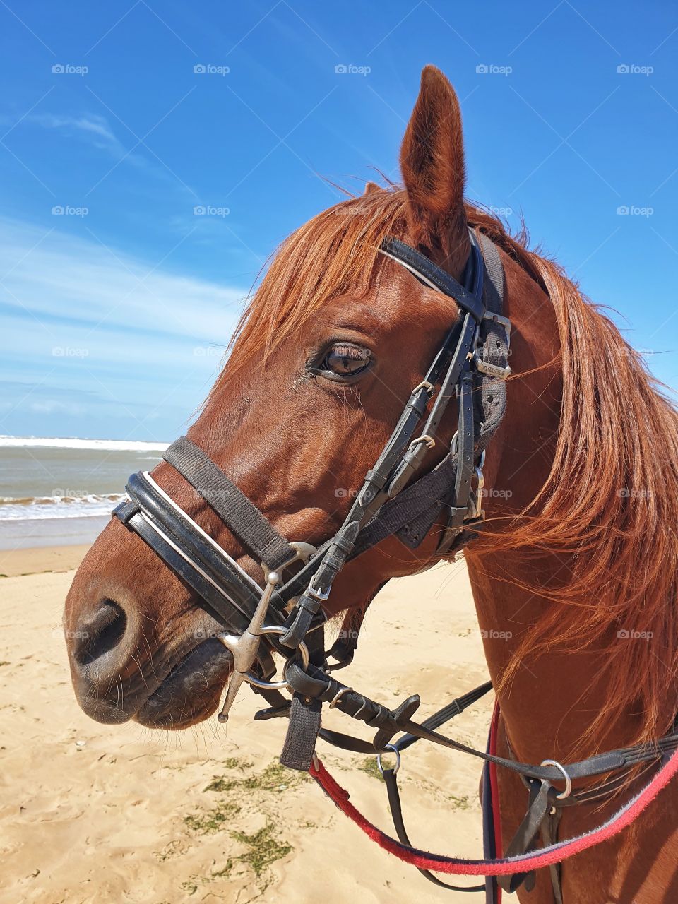 Horse portrait on beach