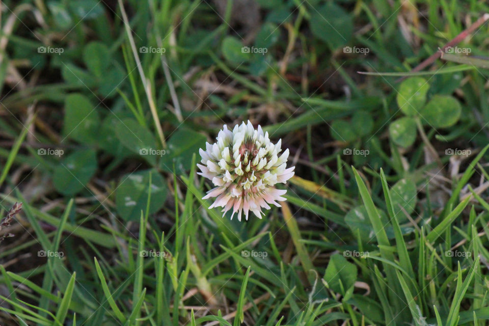 Clover Fields