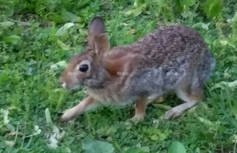 bunny day