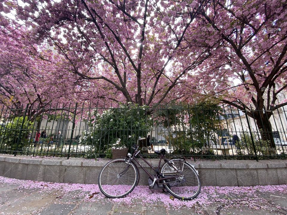 Bicycle in front of cherry blossom tree, Paris, France 