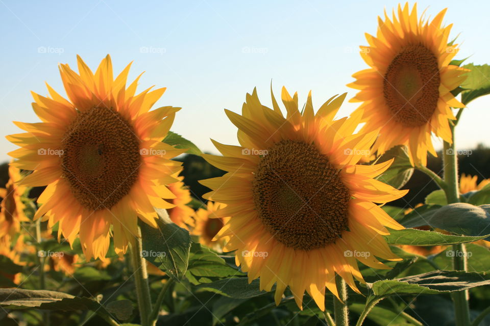 Kansas Sunflowers 