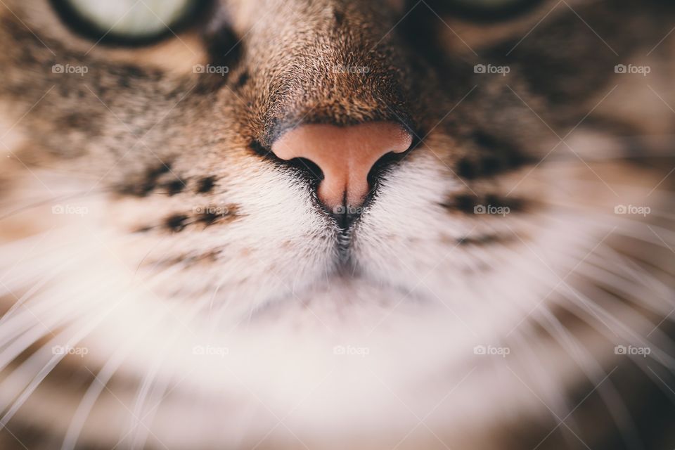 Cat macro nose