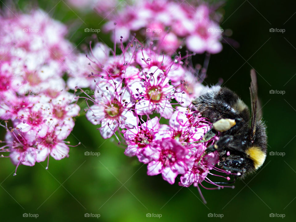 Busy humblebee