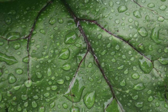Green leaf in drops of rain