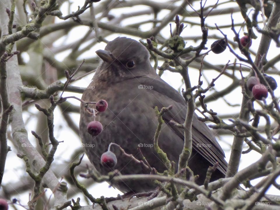 Blackbird-😊