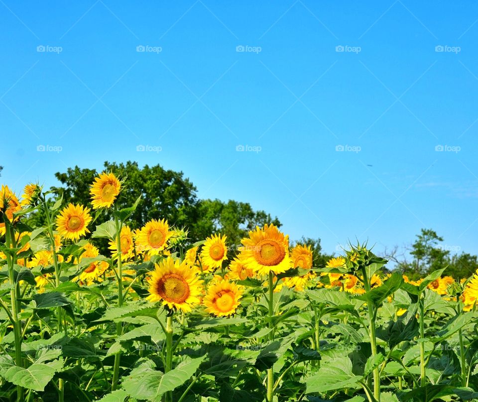 Sunflowers