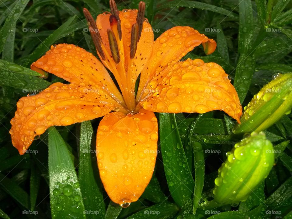 Water drops on flower
