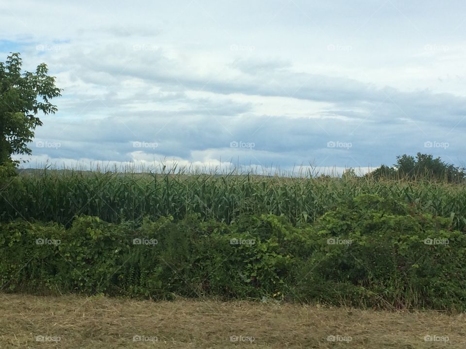 Corn field