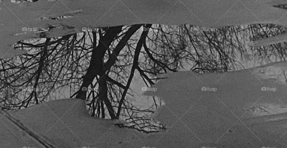 Art of Reflection, Daybreak, Night filled with Storms, Street, Puddle of Water encased around Concrete with A Silhouette, Sign of Winter, Countryside, Bare Tree Leafless Branches standing Firm waiting for the next Storm to Roll through the Area.