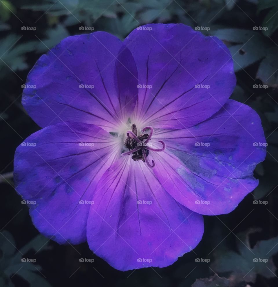 Purple flower in a garden—taken in Munster, Indiana 