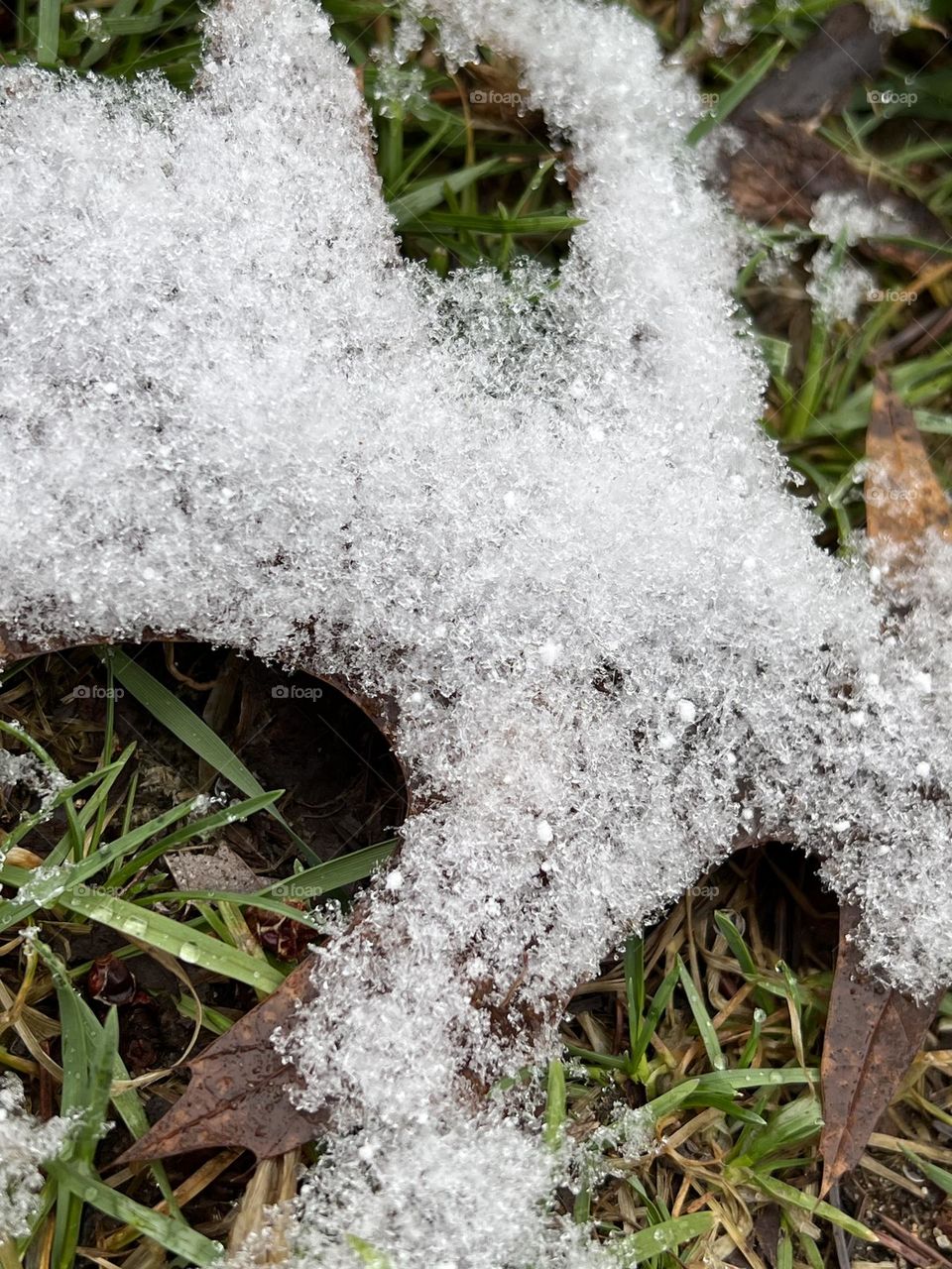 Snowflakes covering a leaf 