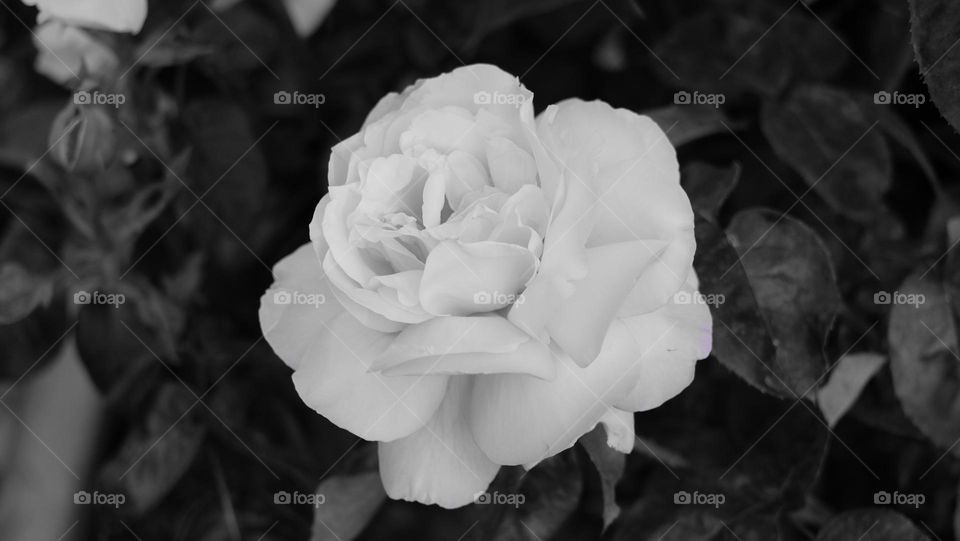 White rose