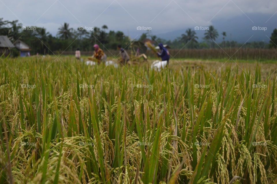 yellowing of rice in rice fields in Tasikmalaya Regency.