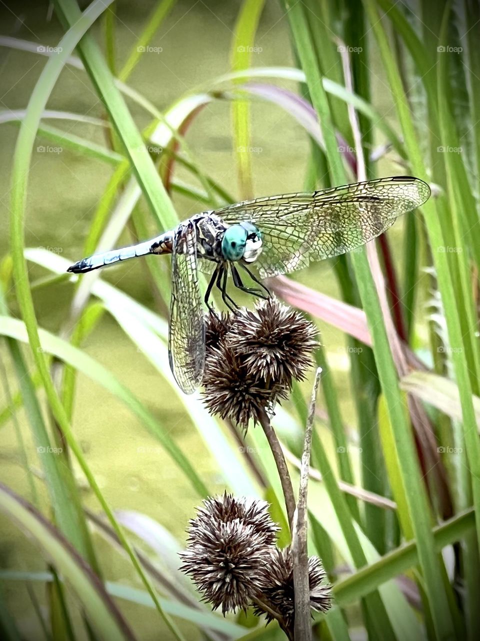 Another pic of this dragonfly with a broken wing, sitting atop the dried Sedge 💚