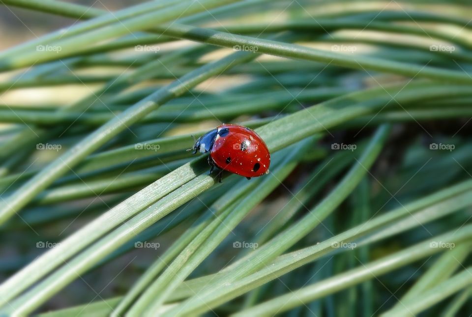 Ladybug