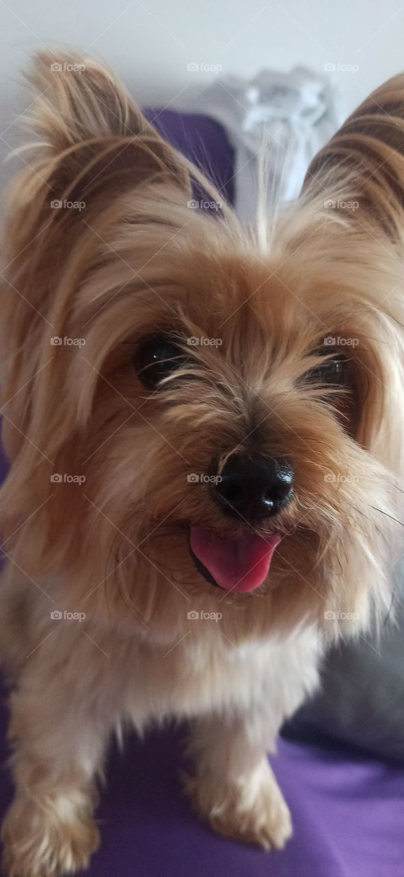 Yorkshire terrier con la legua por fuera y pelaje rubio