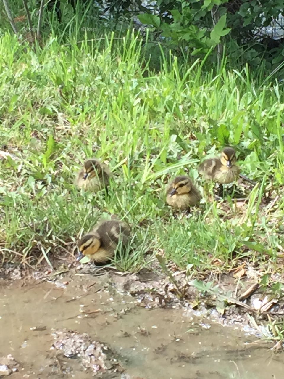 Baby ducks