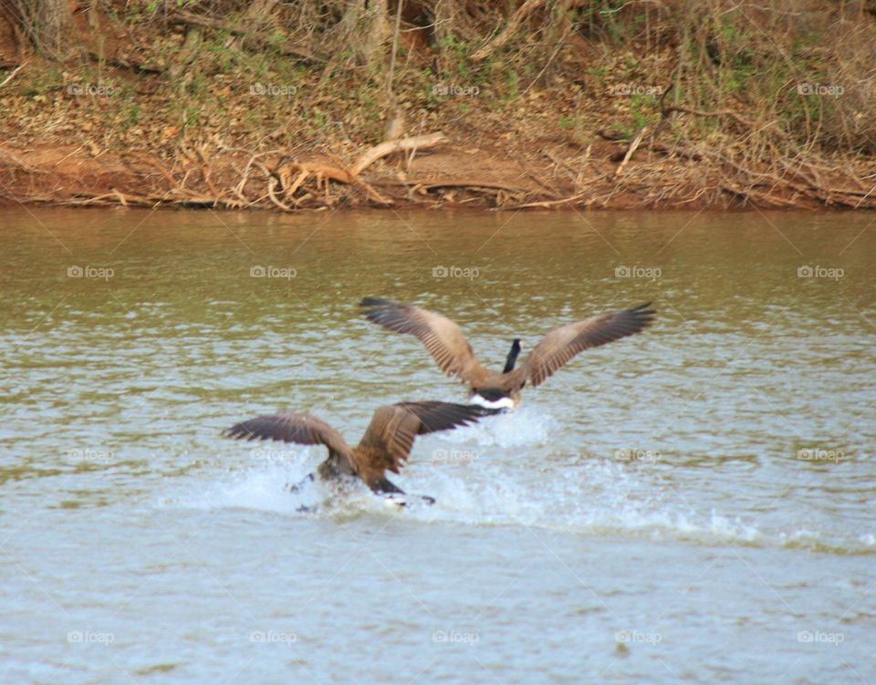 These two Geese were fixing to land on the lake. 