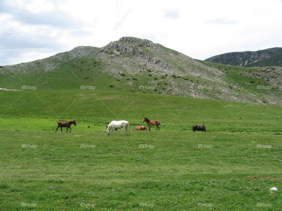 wild horses in macedonian valley