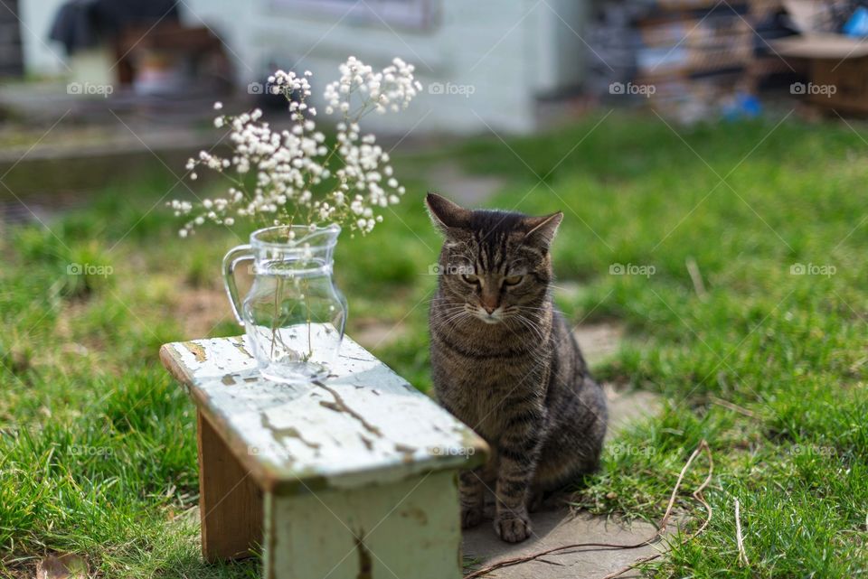 cat poses for the photographer