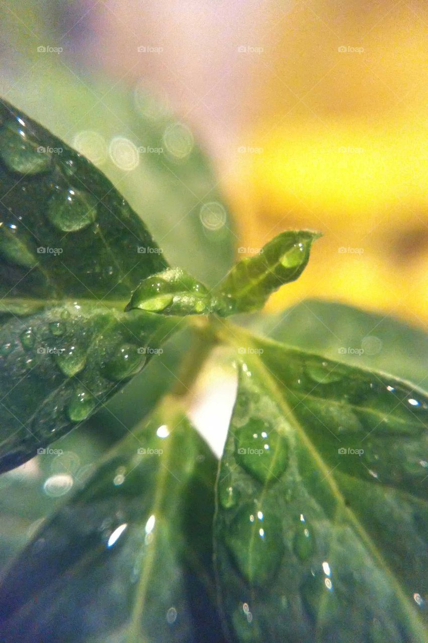 Macro plant