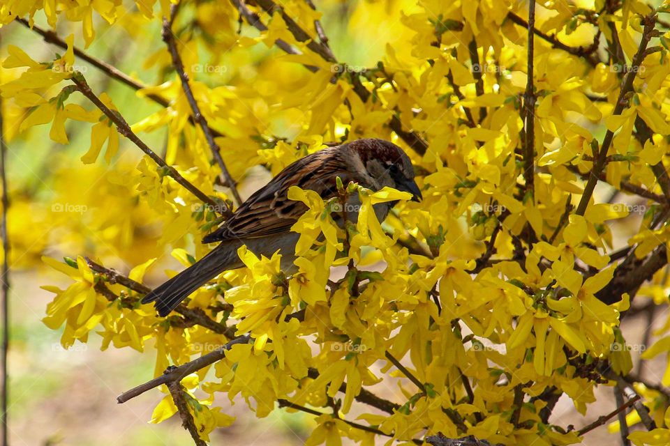 Sparrow at the yellow blooming tree