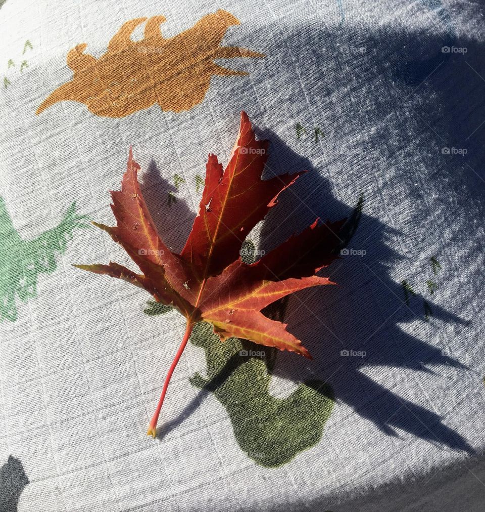Fallen maple leaf on a muslin baby blanket