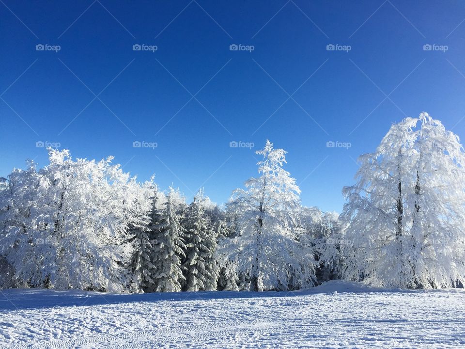 Forest covered in snow in winter