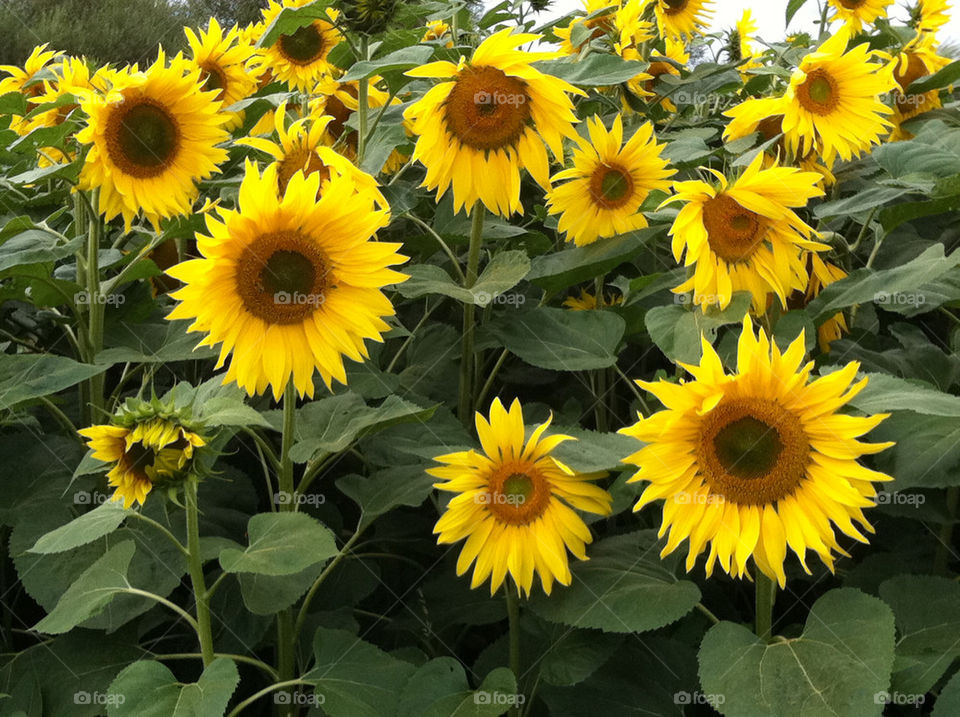 flowers plants sunflower field by jeanello