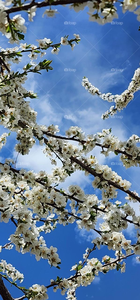 Spring blossoms and Sky