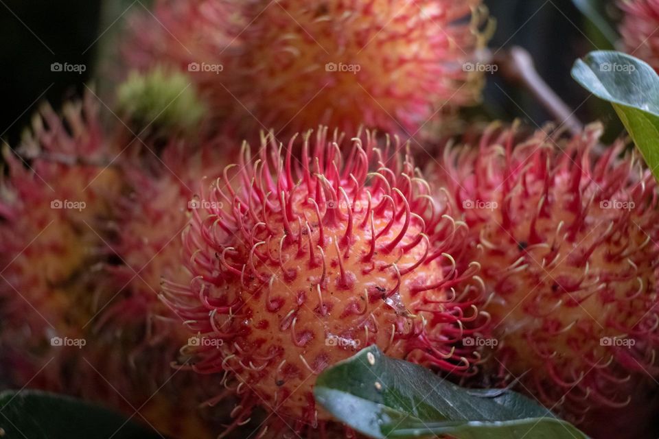 Close up Rambutan fruits